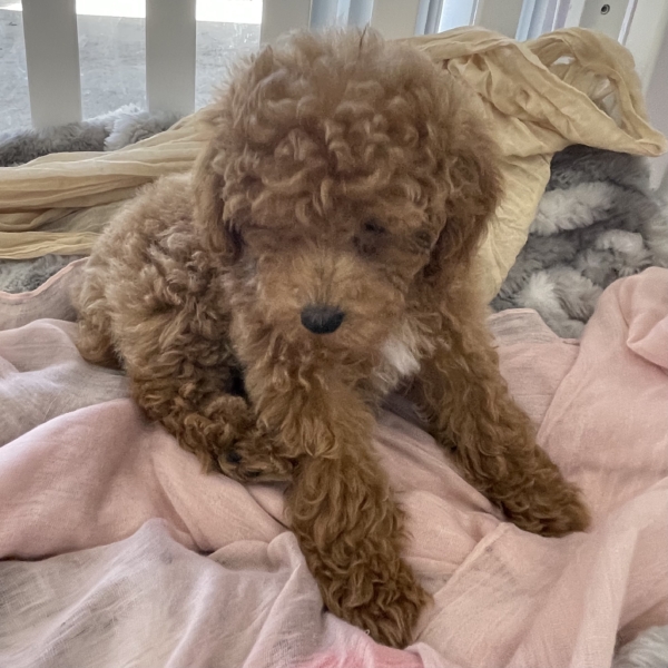 puppies for sale in boca raton