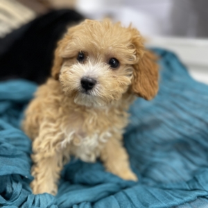 puppies for sale in boca raton