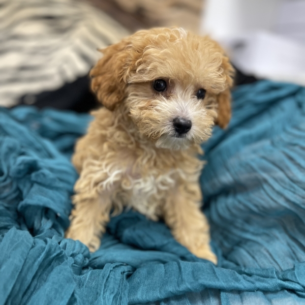 puppies for sale in boca raton