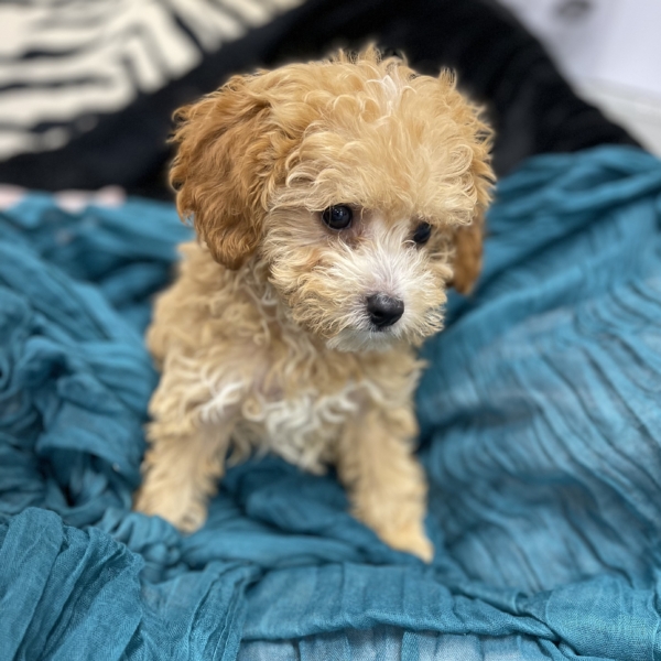puppies for sale in boca raton