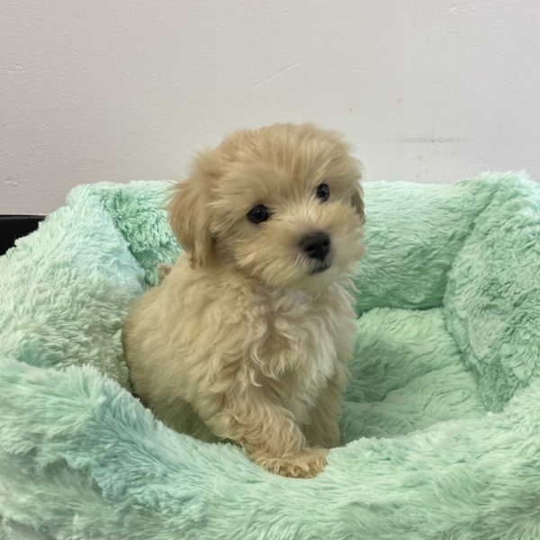 puppies for sale in boca raton
