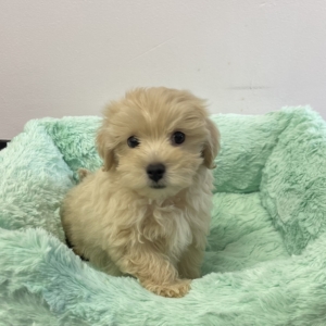 puppies for sale in boca raton