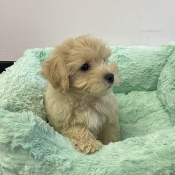 puppies for sale in boca raton