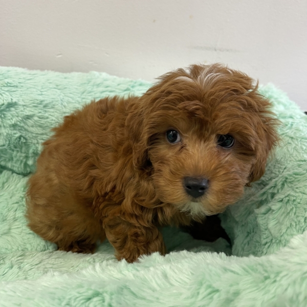 puppies for sale in boca raton