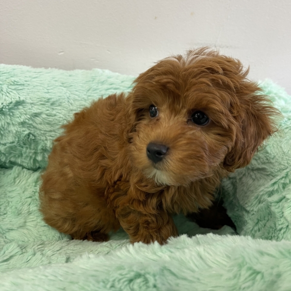 puppies for sale in boca raton