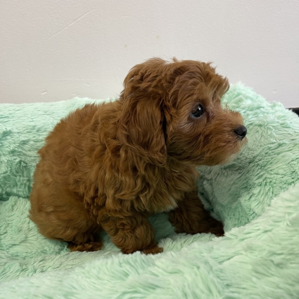 puppies for sale in boca raton