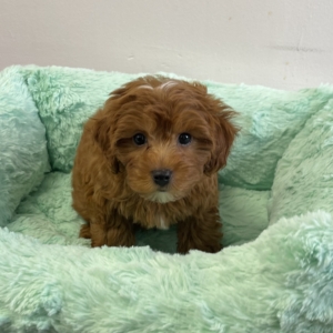 puppies for sale in boca raton