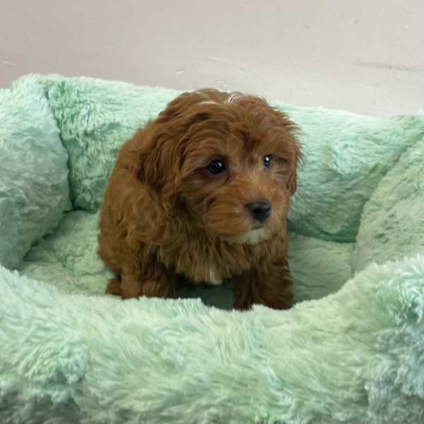 puppies for sale in boca raton