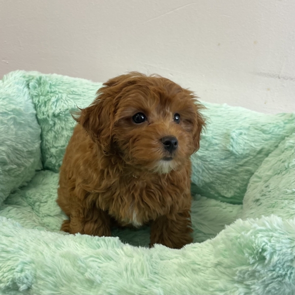 puppies for sale in boca raton