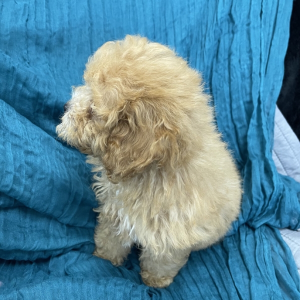 puppies for sale in boca raton