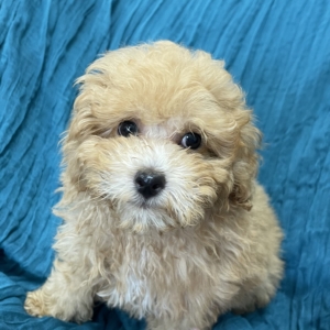 puppies for sale in boca raton