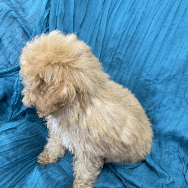 puppies for sale in boca raton