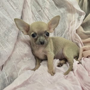 puppies for sale in boca raton