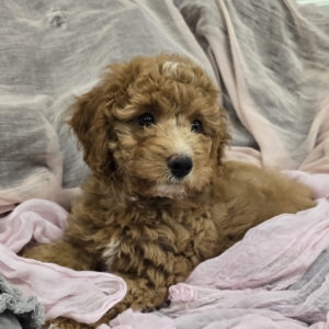 puppies for sale in boca raton