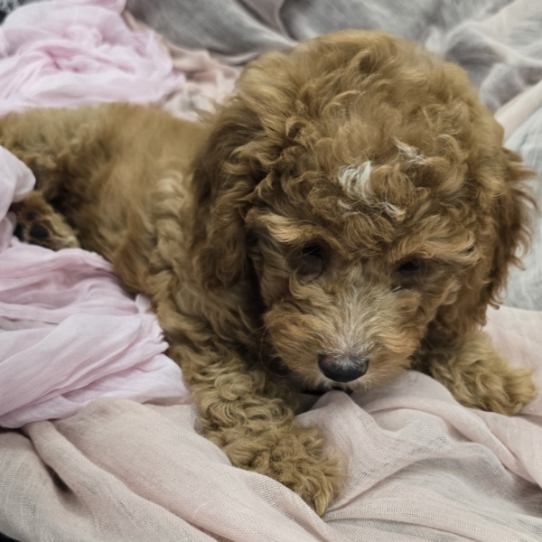 puppies for sale in boca raton