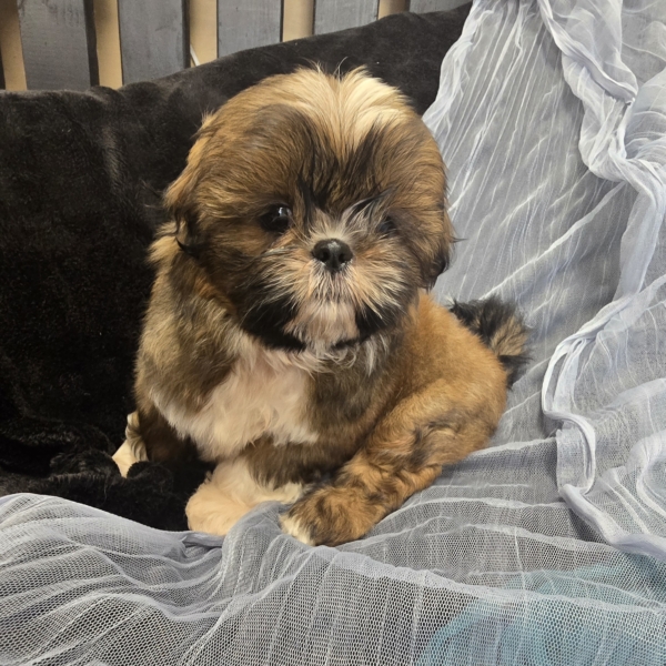 puppies for sale in boca raton