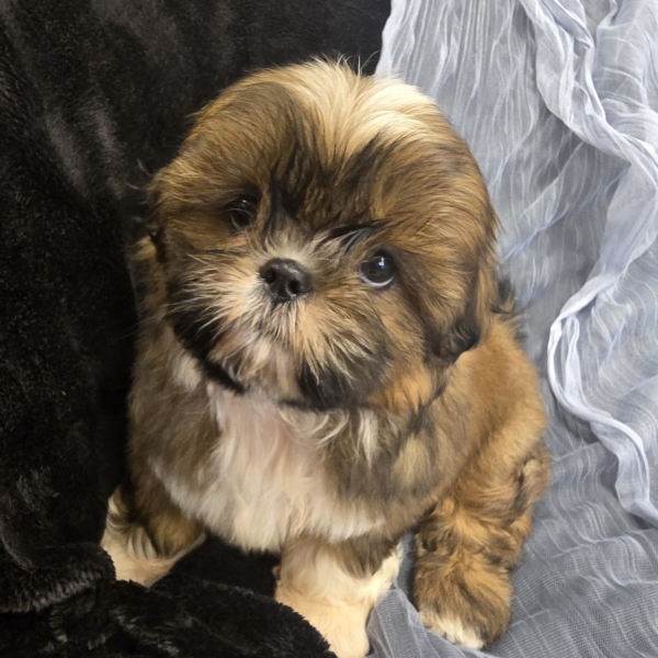 puppies for sale in boca raton