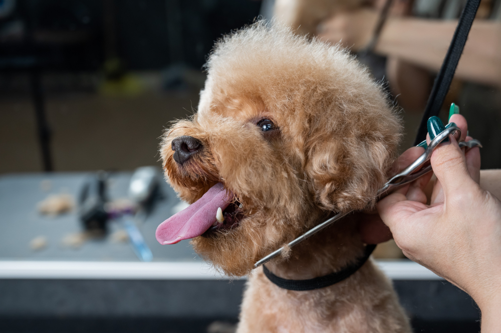 Puppy Shampoo Grooming Tips FL: Keep Your Pup Fresh and Clean