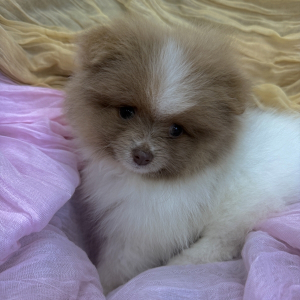 puppies for sale in boca raton