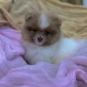 puppies for sale in boca raton