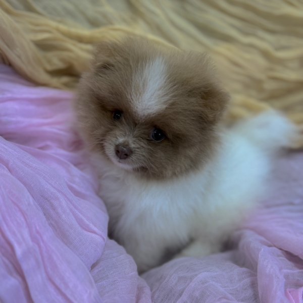 puppies for sale in boca raton
