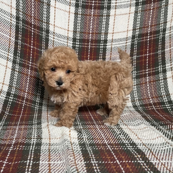puppies for sale in boca raton