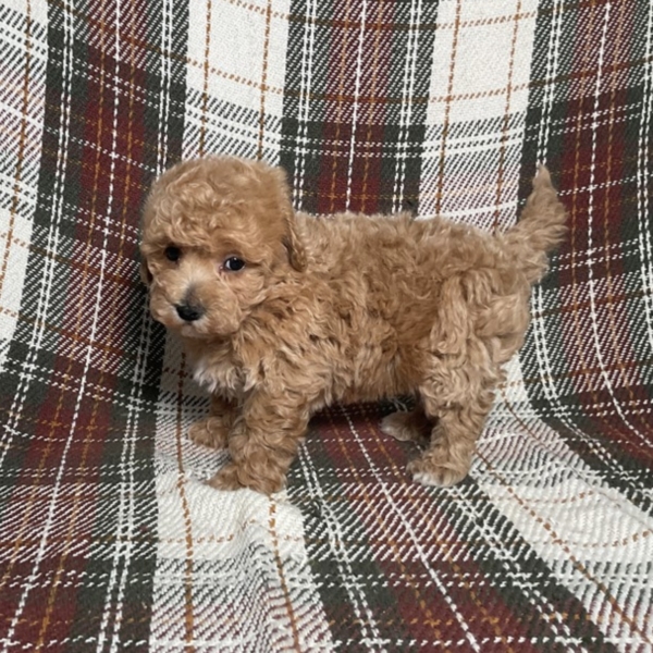 puppies for sale in boca raton