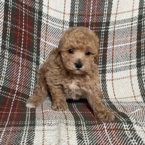 puppies for sale in boca raton