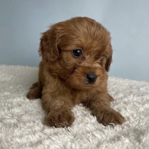 puppies for sale in boca raton