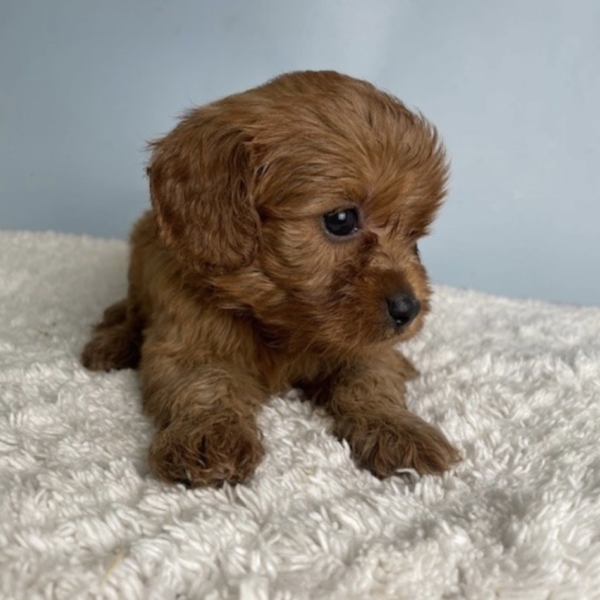 puppies for sale in boca raton