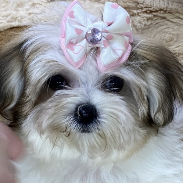 puppies for sale in boca raton