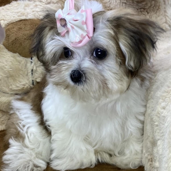 puppies for sale in boca raton