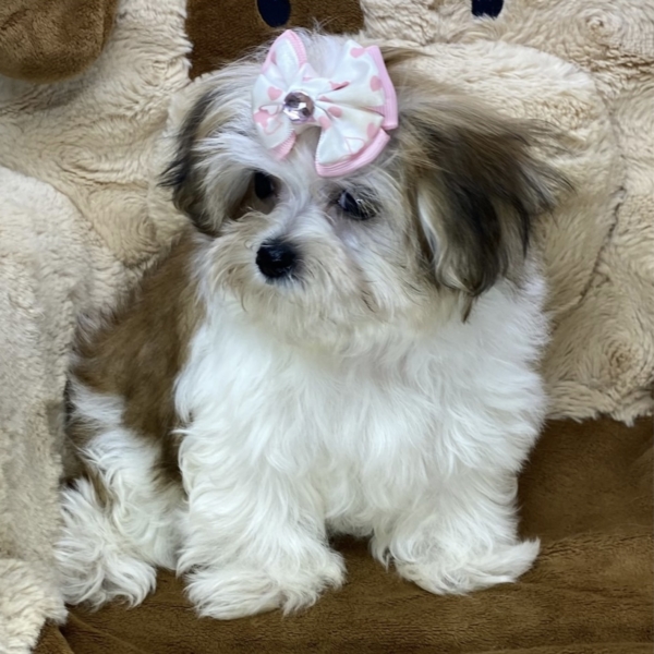 puppies for sale in boca raton