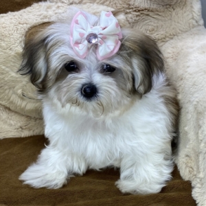 puppies for sale in boca raton