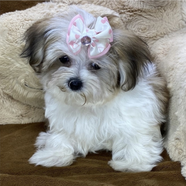 puppies for sale in boca raton