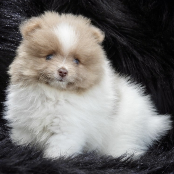 puppies for sale in boca raton