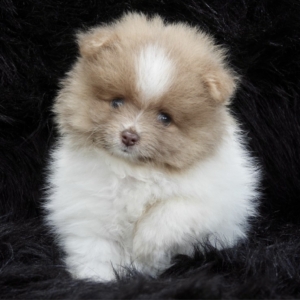 puppies for sale in boca raton