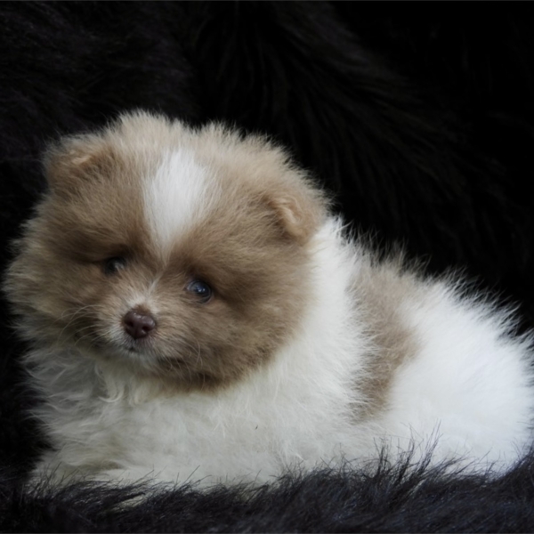 puppies for sale in boca raton