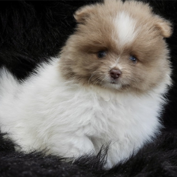 puppies for sale in boca raton