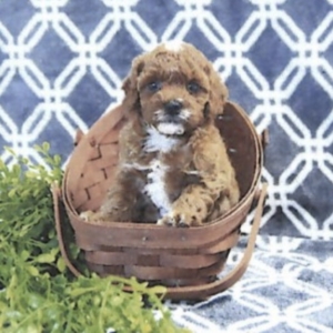 puppies for sale in boca raton