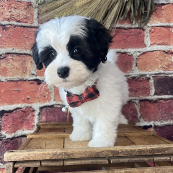 puppies for sale in boca raton