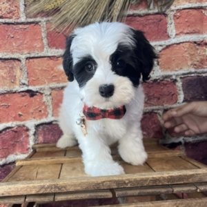 puppies for sale in boca raton