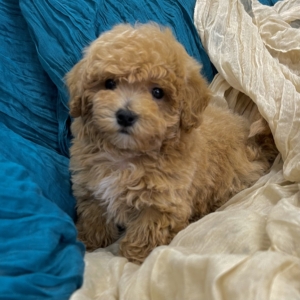 puppies for sale in boca raton