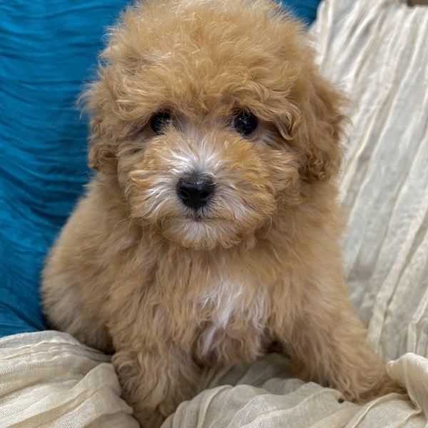 puppies for sale in boca raton