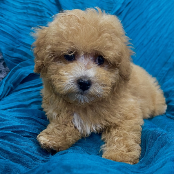 puppies for sale in boca raton