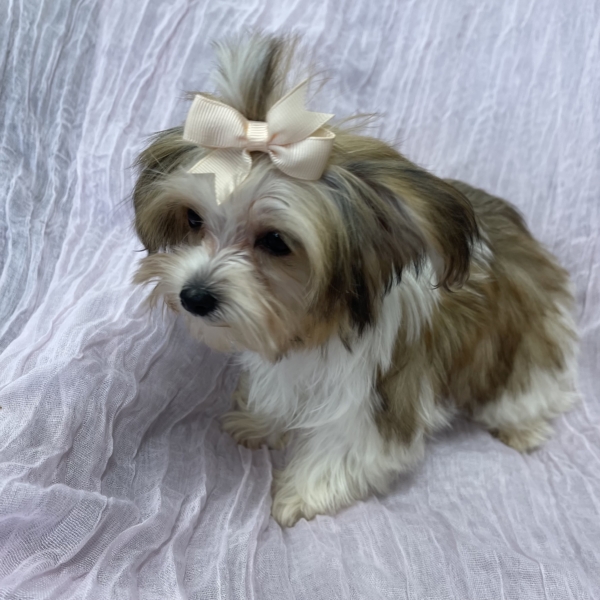 puppies for sale in boca raton