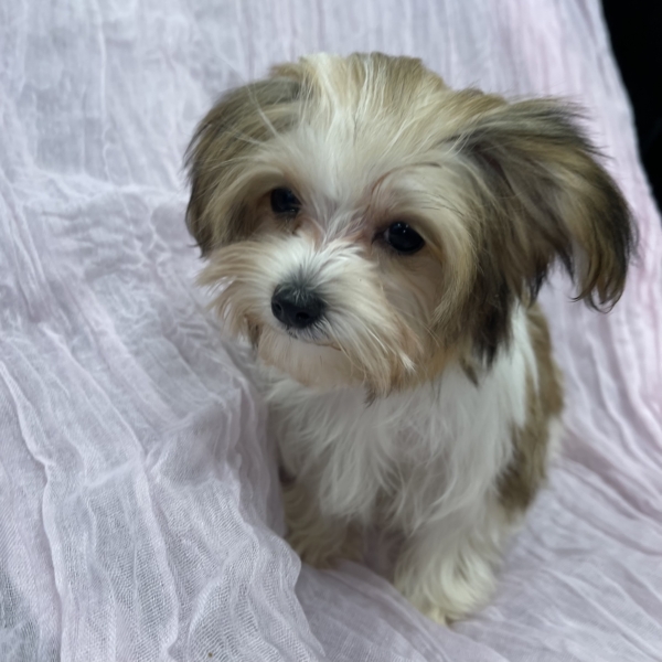 puppies for sale in boca raton