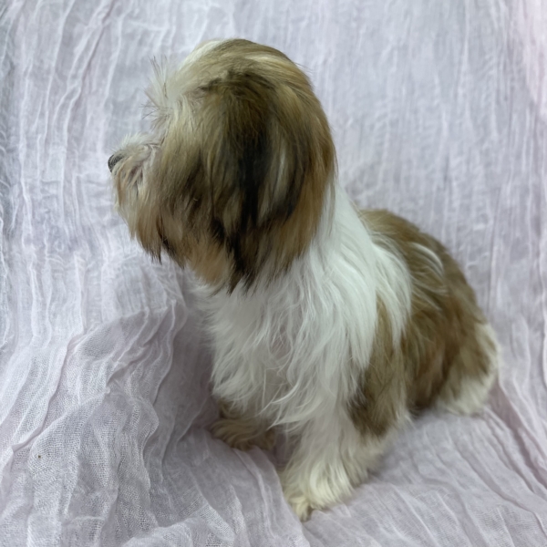 puppies for sale in boca raton