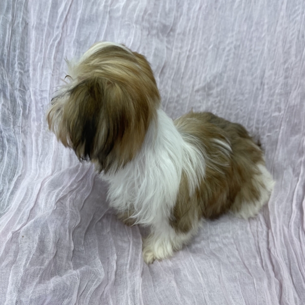 puppies for sale in boca raton