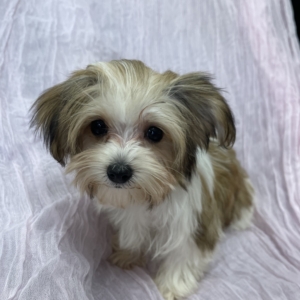 puppies for sale in boca raton